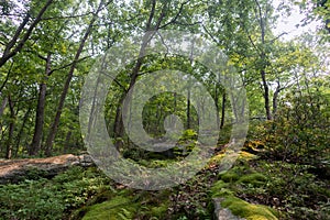 Green Trees and Plants on a Hill in the Forest at Hudson Highlands State Park in Cold Spring New York