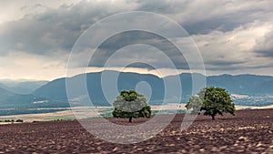 Green trees on a plowed farm field