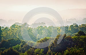 Green Trees raws in middle of sunset light and fog