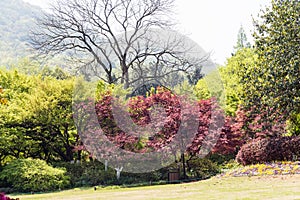 Green trees and red leaves