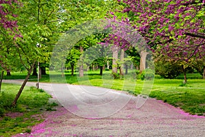 Green trees and red tree flowers on Youth park in Ruse, Bulgaria