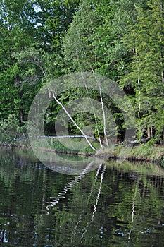 Green Trees Reflected in a Lake