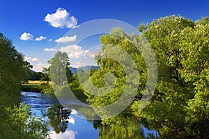 Green Trees Reflection