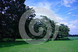 The green trees and sky