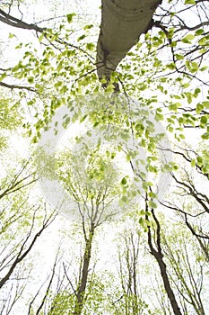 green trees in spring in the forest 2