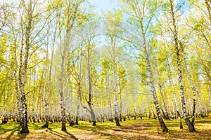 Green trees in the spring forest