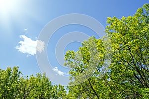 Green trees in spring and sun in blue sky with cloud