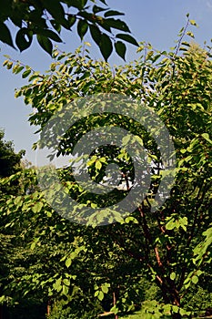 Green trees in a summer park.