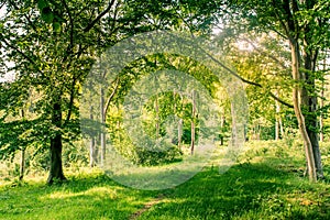 Green trees Sunlit forest glades woodland of oak and birch trees.