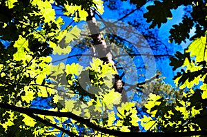 The green trees top in forest, blue sky and sun beams shining through leaves. Bottom view.