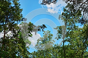 The sky through the green leaves of trees.Natural background