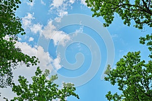 The sky through the green leaves of trees.Natural background