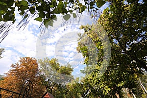 The green trees top in forest blue sky and sun beams shining through leaves. Bottom view