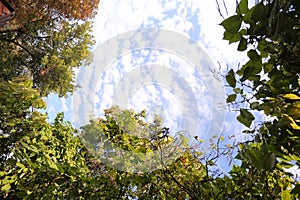 The green trees top in forest blue sky and sun beams shining through leaves. Bottom view