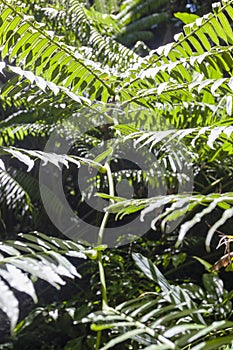 Green trees in the tropical forest