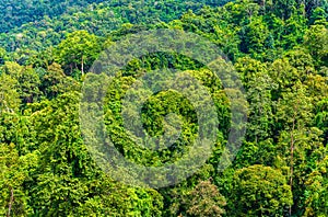 Green trees of tropical forest view from mountain peak, Aerial view of jungle, forest for ecosystem, environment background