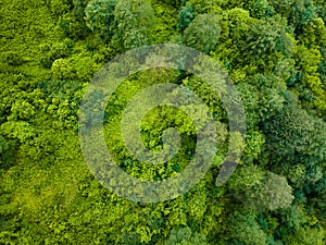 Green trees in a tropical summer forest. Aerial top down view