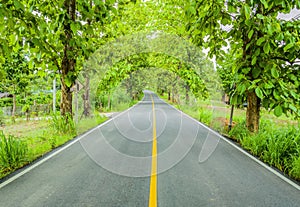 Green trees tunnel.