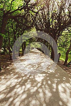 Green trees in two sides of walkway in the park on sunny day in autumn spring summer season. Public Olivia park in