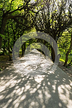 Green trees in two sides of walkway in the park on sunny day in autumn spring summer season. Public Olivia park in