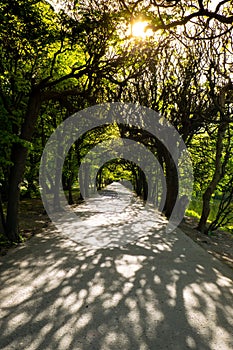 Green trees in two sides of walkway in the park on sunny day in autumn spring summer season. Public Olivia park in