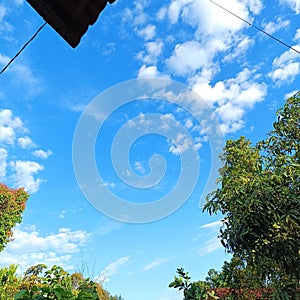 green trees under the beautiful blue sky photo