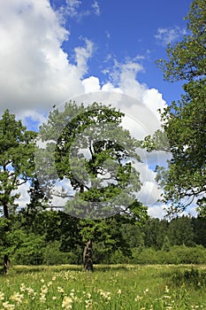 Green tree under the dark clowds photo