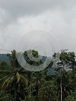green trees under the mountains