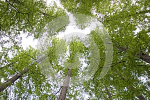 Green trees upwards photo