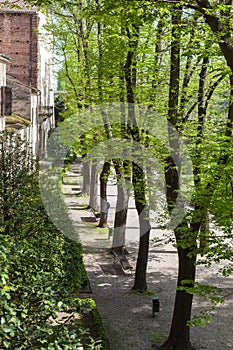 Green trees in urban garden in Mantua in spring photo