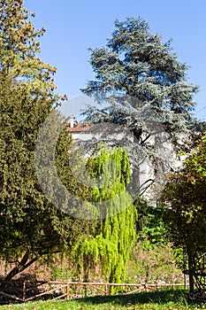 Green trees in urban public park Giardini Salvi