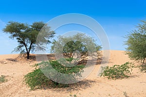 Green trees, vegetation found rarely at Thar desert .