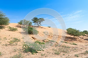 Green trees, vegetation found rarely at Thar desert.