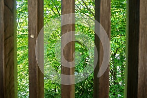 Green trees viewed from wooden battens for background