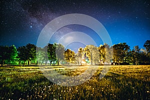 Green Trees Woods In Park Under Night Starry Sky. Night Landscape