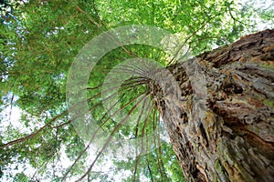 Green Treetop photo