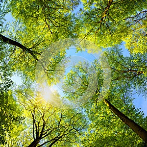 Green treetops, the sun and blue sky