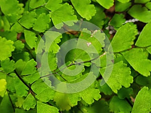 The green triangular leaflets of the maidenhair fern plant, called pinnae.