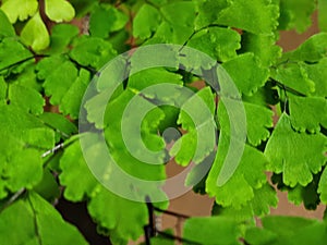 The green triangular leaflets of the maidenhair fern plant, called pinnae.