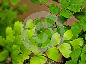 The green triangular leaflets of the maidenhair fern plant, called pinnae.