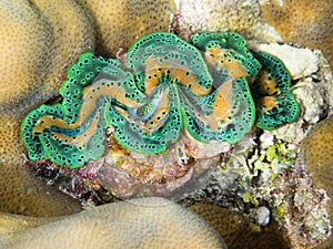 Green Tridacna