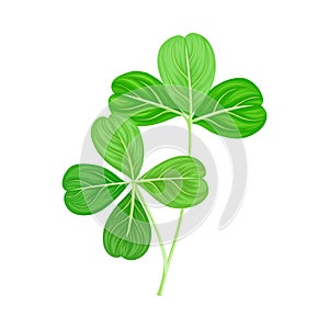 Green Trifoliate Clover Leaf on Stem Vector Illustration