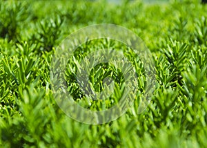 Green trimmed bushes close up