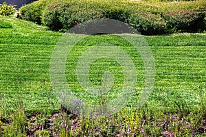 a green trimmed lawn on summer landscape.