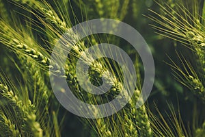 Green triticale ears, hybrid of wheat and rye in field
