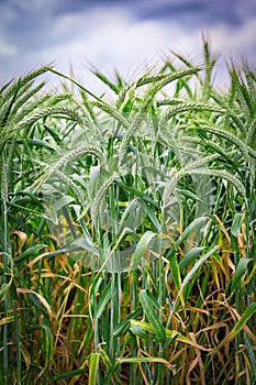 Green `Triticale` wheat ears