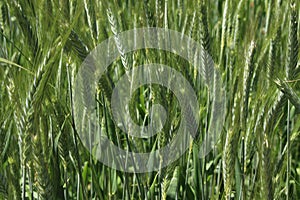Green `Triticale` wheat ears