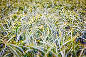 Green `Triticale` wheat ears