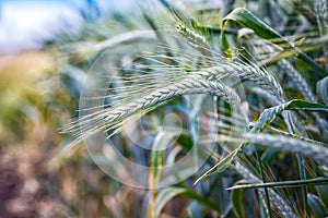 Green `Triticale` wheat ears