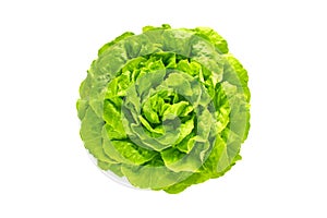 Green trocadero lettuce salad head top view